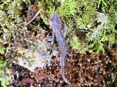 Pleurodelinae