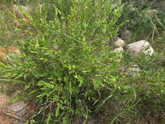Anisacanthus thurberi