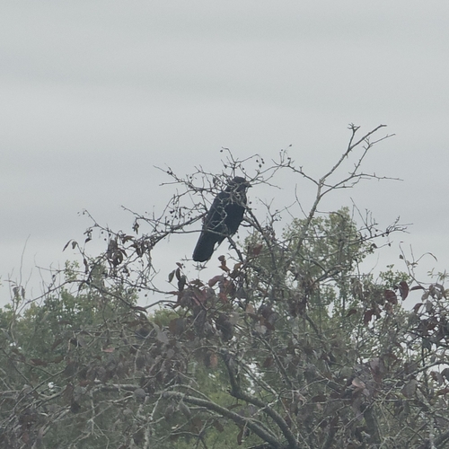 American Crow