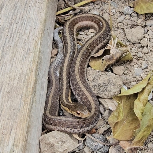 Common Garter Snake