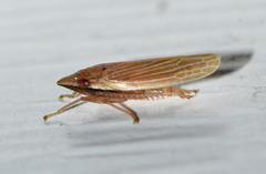 Draeculacephala septemguttata