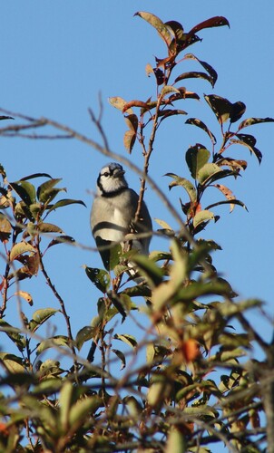 Blue Jay