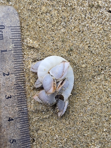 Lepas pectinata observed 2026-09-23