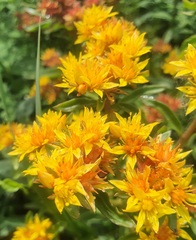Phedimus aizoon