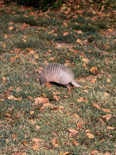 Mexican Long-nosed Armadillo