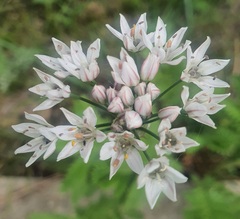 Allium ramosum