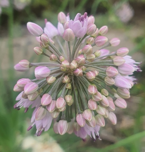 Allium senescens