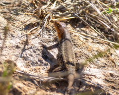 Sceloporus parvus