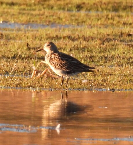 Pectoral Sandpiper