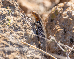 Sceloporus parvus