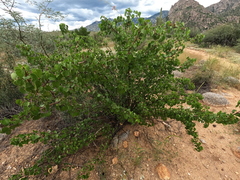 Jatropha cardiophylla