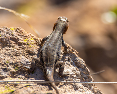 Sceloporus parvus