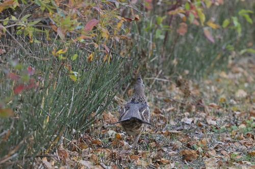 Ruffed Grouse