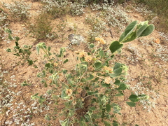 Abutilon abutiloides, photograph (c) Bruce Hartman, some rights reserved (CC BY)