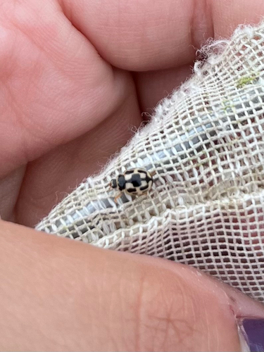 Fourteen-spotted Lady Beetle