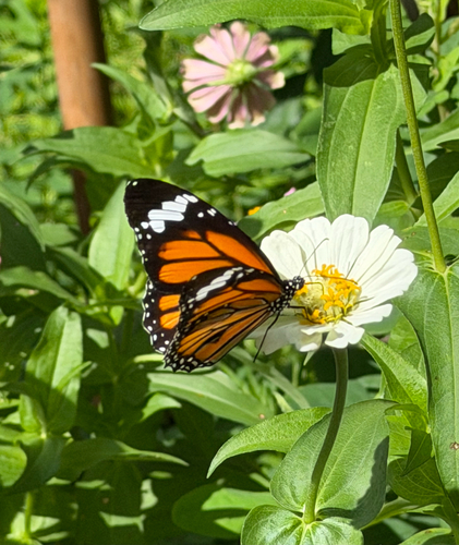 Common Tiger Butterfly