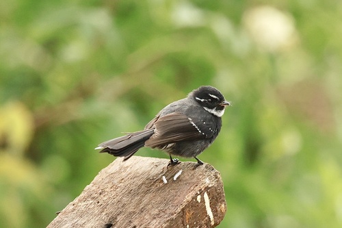 Rhipidura albolimbata, 2026-09-22