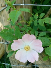 Rosa canina