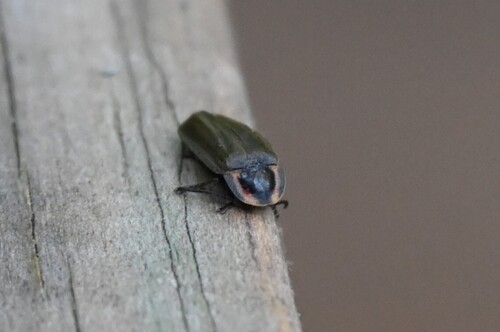 Winter Firefly