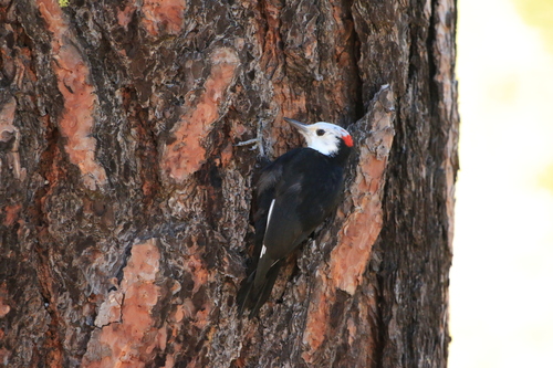White-headed Woodpecker