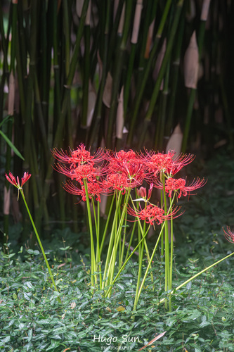 red spider lily