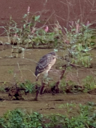 Red-shouldered Hawk