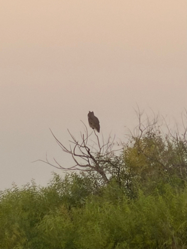 Great Horned Owl