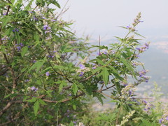 Vitex negundo heterophylla