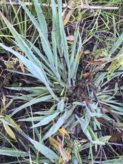 Eryngium yuccifolium