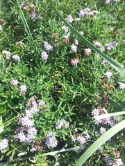 Stevia satureiifolia