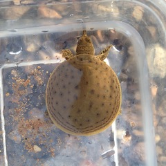 Apalone spinifera aspera