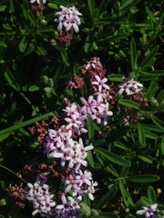 Stevia satureiifolia