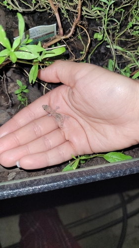 Mediterranean House Gecko