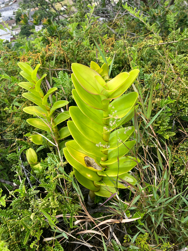 Dendrobium observed 2026-09-20