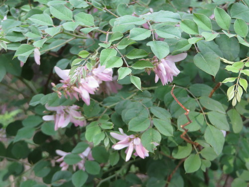 Image of Indigofera kirilowii by (c) Jens-Christian Svenning, some rights reserved (CC BY)