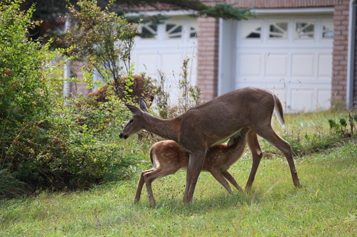 White-tailed Deer