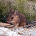 Old World Field Mice - Photo (c) Teemu Lehtinen, some rights reserved (CC BY)