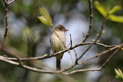 Empidonax albigularis
