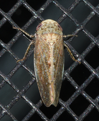 Paraphlepsius continuus