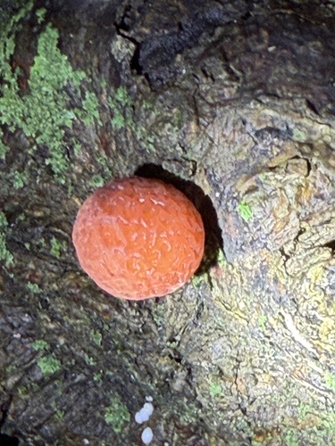 Rhodotus reticeps