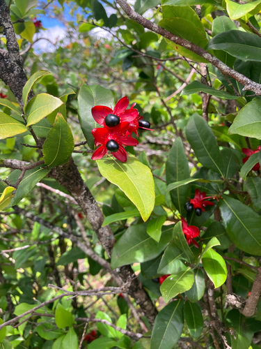 Ochna thomasiana observed 2026-09-20