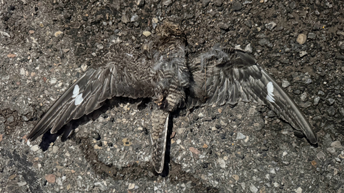 Common Nighthawk