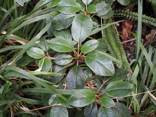Brachyglottis elaeagnifolia, photograph 2