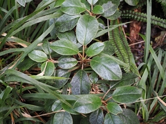 Brachyglottis elaeagnifolia, photograph (c) Angus Campbell, some rights reserved (CC BY)