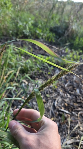 Elymus virginicus, photograph 3