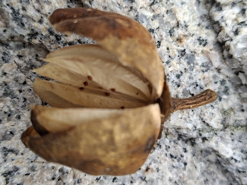 Lagunaria patersonia observed 2026-09-23
