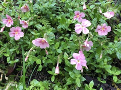 Phlox adsurgens