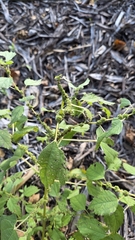 Boehmeria cylindrica, photograph (c) Carter Ertel, some rights reserved (CC BY)