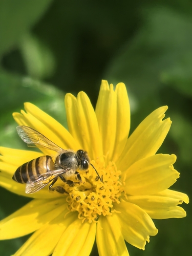 Asian Honey Bee