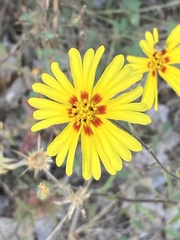 Madia elegans
